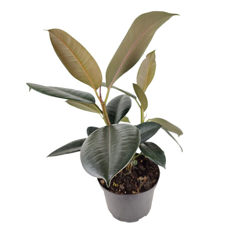 Ficus Decora Burgundy, Ficus Decora, Rubber plant, Rubber tree, burgundy houseplant, burgundy rubber tree, ficus burgundy, rubber plant care, Ficus Decora Burgundy care, Ficus Decora Burgundy near me, rubber plant for sale, Ficus Decora Burgundy for sale, buy Ficus Decora in 6-inch pot