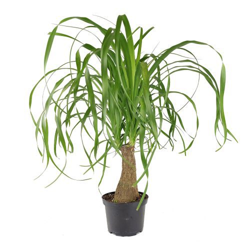 Ponytail Stump palm, Beaucarnea recurvata, succulent with palm-like foliage, easiest houseplant, easy plant for beginners and busy people, compact desktop plant, best houseplant gift ideas, how to care for ponytail palm