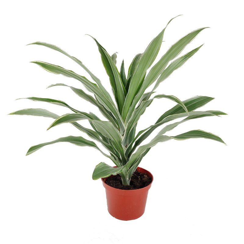 Dracaena Warneckii, Dracaena deremensis, popular houseplant for home and office, low light houseplant, best air-purifying plant, buy Dracaena Warneckii online