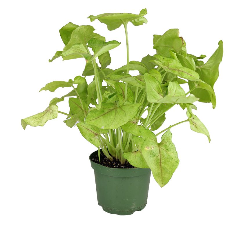 Syngonium Pink Allusion, the best air-purifying houseplants,houseplant gift ideas, how to decorate your space with Syngonium Berry Allusion, buy Syngonium Berry Allusion online