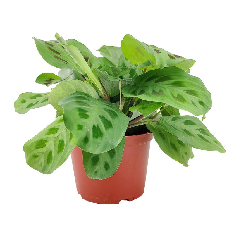 Maranta Green Prayer Plant, Rabbit Tracks for sale online, Easy to grow houseplants, Types of Colorful Foliage Plants, indoor houseplant, colorful foliage houseplant, large houseplant in 6-inch pot