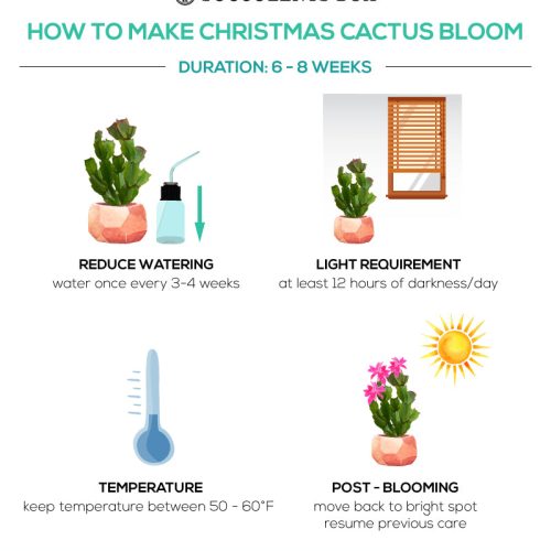 christmascactus