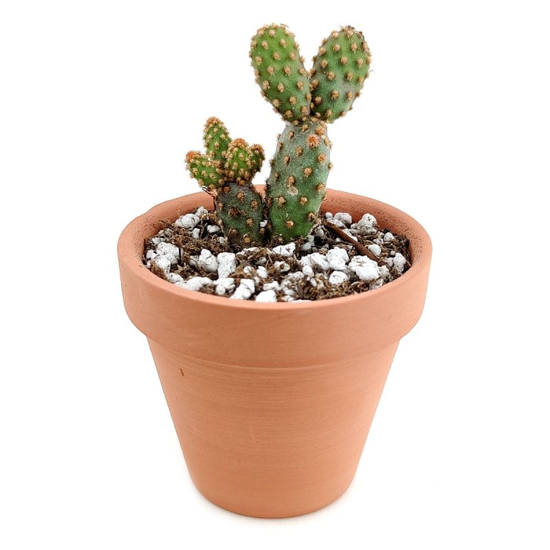 Opuntia Rufida Minima Mini Cinnamon Cactus for sale, How to care for Opuntia Rufida Minima Cinnamon Cactus, Succulent Care Guide, Rare Cactus for Gift Ideas, Miniature Prickly Pear Cactus for sale, cactus, cactus succulent, succulent cactus, cacti, cactus and succulents, succulents box, succulent shop, buy succulents online