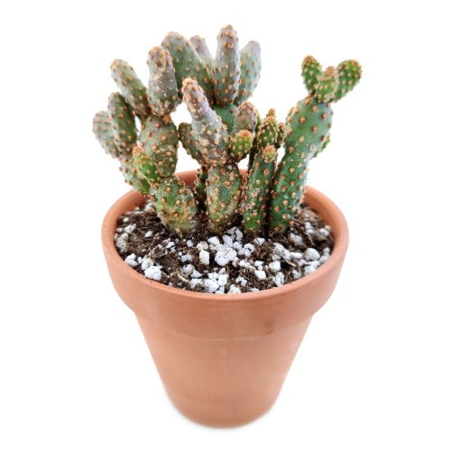 Opuntia Rufida Minima Mini Cinnamon Cactus for sale, How to care for Opuntia Rufida Minima Cinnamon Cactus, Succulent Care Guide, Rare Cactus for Gift Ideas, Miniature Prickly Pear Cactus for sale, cactus, cactus succulent, succulent cactus, cacti, cactus and succulents, succulents box, succulent shop, buy succulents online