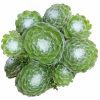 sempervivum cobweb for sale, monthly succulents, Succulents shop near me, succulent plant, Succulents, succulents store in CA, succulent care guide, indoor succulents, Rare succulents, sempervivum cobweb in California, How to grow sempervivum cobweb. indoor succulents.