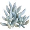 Senecio cocoon plant for sale, succulent care tips, Rare succulents, how to grow succulents, succulents shop in California, succulent plant, indoor succulents, Succulents shop near me, succulents store in CA, Senecio cocoon plant in California, How to grow Senecio cocoon plant