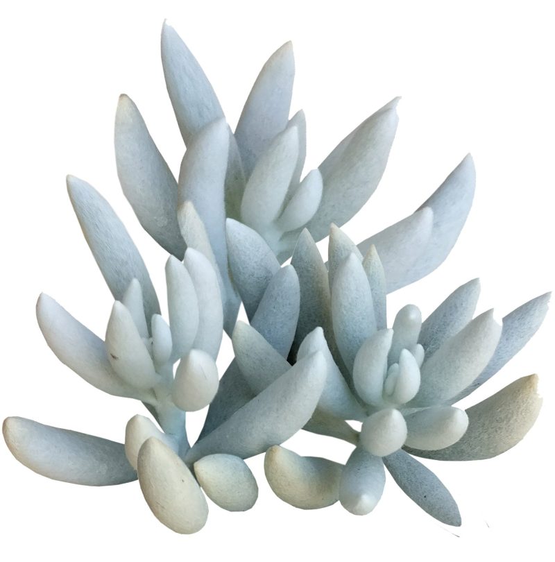 Senecio cocoon plant for sale, succulent care tips, Rare succulents, how to grow succulents, succulents shop in California, succulent plant, indoor succulents, Succulents shop near me, succulents store in CA, Senecio cocoon plant in California, How to grow Senecio cocoon plant