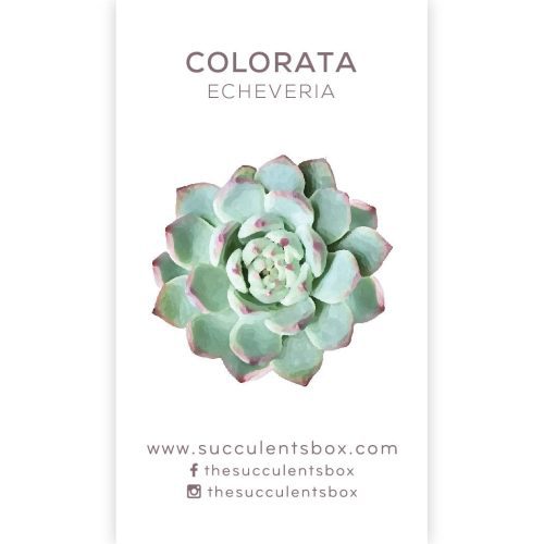 Succulent ID Cards for sale, Airplant ID Cards for sale, Succulent Care Cards, ID Cards for Specific Succulents, Identifying Types of Succulents, Types of Succulent Plants, How to identify Types of succulents, Succulents Gift Ideas, How to care for Types of Succulents, echeveria, echeveria succulent, echeveria types, succulent echeveria, buy succulents online, succulent shop, succulent store, echeveria plant