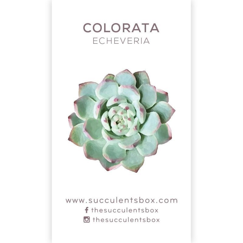 Succulent ID Cards for sale, Airplant ID Cards for sale, Succulent Care Cards, ID Cards for Specific Succulents, Identifying Types of Succulents, Types of Succulent Plants, How to identify Types of succulents, Succulents Gift Ideas, How to care for Types of Succulents, echeveria, echeveria succulent, echeveria types, succulent echeveria, buy succulents online, succulent shop, succulent store, echeveria plant