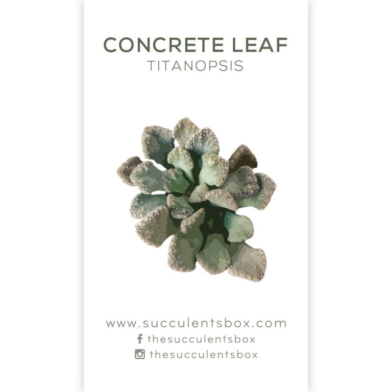 Succulent ID Cards for sale, Airplant ID Cards for sale, Succulent Care Cards, ID Cards for Specific Succulents, Identifying Types of Succulents, Types of Succulent Plants, How to identify Types of succulents, Succulents Gift Ideas, How to care for Types of Succulents