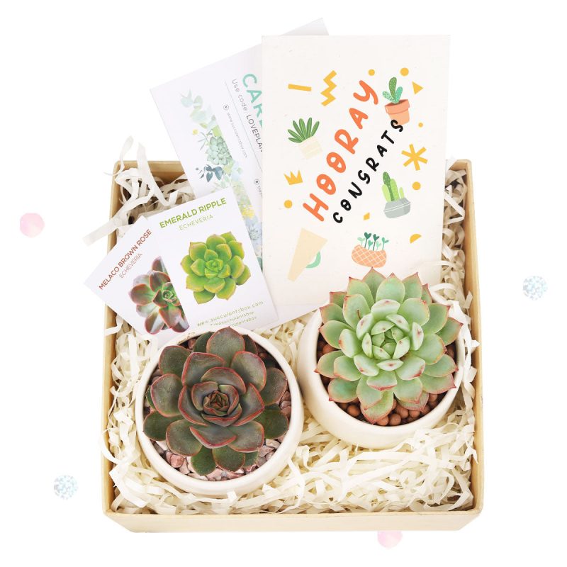 EcoFriendly Succulent Gift Box for Employee, Corporate Gift Succulents For Sale Online, Succulent Thank You Gift Ideas, Thank you gift for your staff, Customizable Gift Boxes for employees and clients, Office gift for employees, Employee appreciation day ideas, Succulent Plants for Clients & Employees for sale