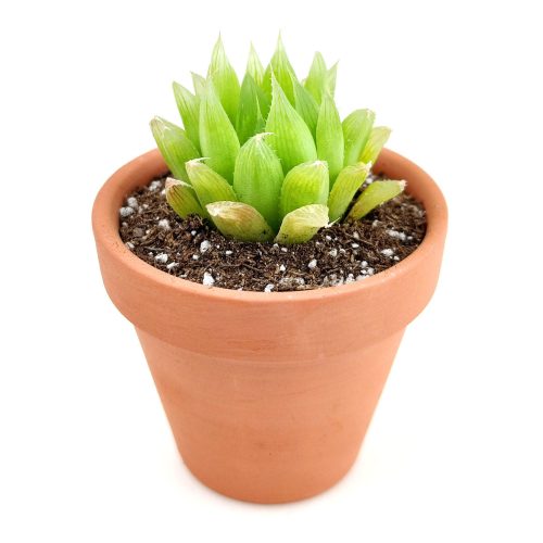 Haworthia Cooperi for sale, succulents shop in California, how to grow succulents, monthly succulents, indoor succulents, succulent care tips, succulent care, succulent subscription, cactus, Haworthia Cooperi in California, How to grow Haworthia Cooperi. indoor succulents.