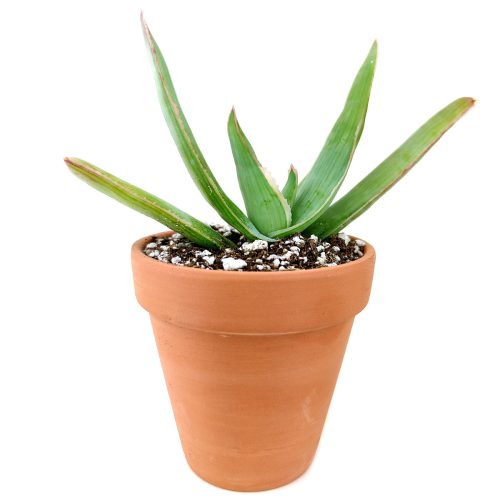 coralaloe