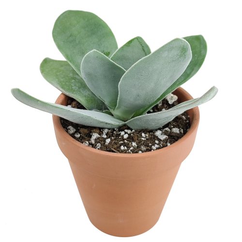 Crassula Cotyledonis for Sale, indoor succulents, succulents garden, how to grow succulents, succulent subscription, succulent care tips, succulent care, succulents store in CA, monthly succulents, Crassula Cotyledonis in California, How to grow Crassula Cotyledonis, crassula, crassula plant, crassula succulent, crassula types, crassula varieties, types of crassula, crassula species, crassulas, succulent crassula