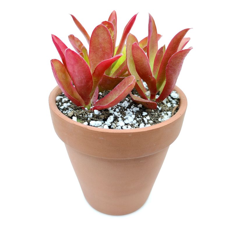 Crassula Campfire for Sale, succulents shop in California, succulent plant, succulent subscription, succulent care tips, indoor succulents, succulents garden, how to grow succulents, Rare succulents, Crassula Campfire in California, How to grow Crassula Campfire, crassula, crassula plant, crassula succulent, crassula types, crassula varieties, types of crassula, crassula species, crassulas, succulent crassula