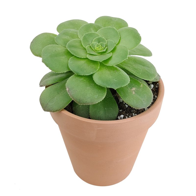 Aeonium Tabuliforme for Sale, dinner plate succulent care, aeonium dinner plate, aeonium dinner plate plant, aeonium tabuliforme care, aeonium tabuliforme variegated, types of succulents, desert cactus, desert plants names, how to water succulents, aeonium, edibal succulents, succulent definition, desert plants, desert flower, succulent meaning, succulents care, how to care for succulents, watering succulents, how to plan succulents, succulents box, gift, decor