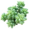 sedum donkey's tail, sedum burrito, succulents garden, how to grow succulents, monthly succulents, cactus, Succulents, succulent care guide, succulents store in CA, indoor succulents, sedum donkey's tail in California, How to grow sedum donkey's tail, Indoor Succulents