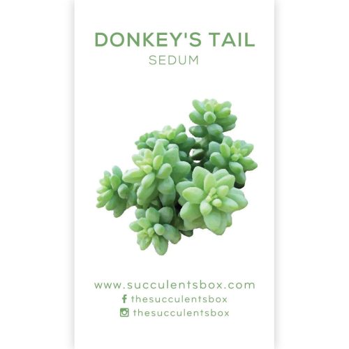 Succulent ID Cards for sale, Airplant ID Cards for sale, Succulent Care Cards, ID Cards for Specific Succulents, Identifying Types of Succulents, Types of Succulent Plants, How to identify Types of succulents, Succulents Gift Ideas, How to care for Types of Succulents