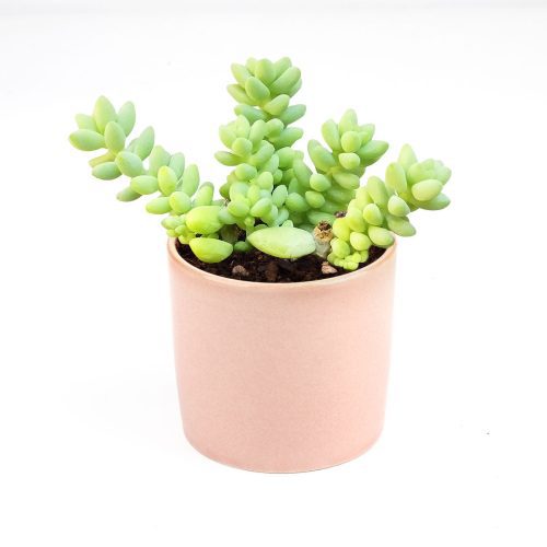 sedum donkey's tail, sedum burrito, succulents garden, how to grow succulents, monthly succulents, cactus, Succulents, succulent care guide, succulents store in CA, indoor succulents, sedum donkey's tail in California, How to grow sedum donkey's tail, Indoor Succulents