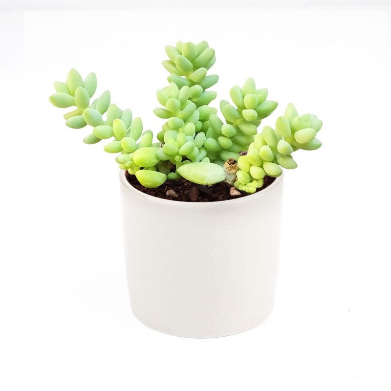 sedum donkey's tail, sedum burrito, succulents garden, how to grow succulents, monthly succulents, cactus, Succulents, succulent care guide, succulents store in CA, indoor succulents, sedum donkey's tail in California, How to grow sedum donkey's tail, Indoor Succulents