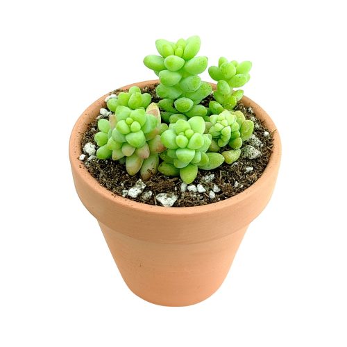 sedum donkey's tail, sedum burrito, succulents garden, how to grow succulents, monthly succulents, cactus, Succulents, succulent care guide, succulents store in CA, indoor succulents, sedum donkey's tail in California, How to grow sedum donkey's tail, Indoor Succulents