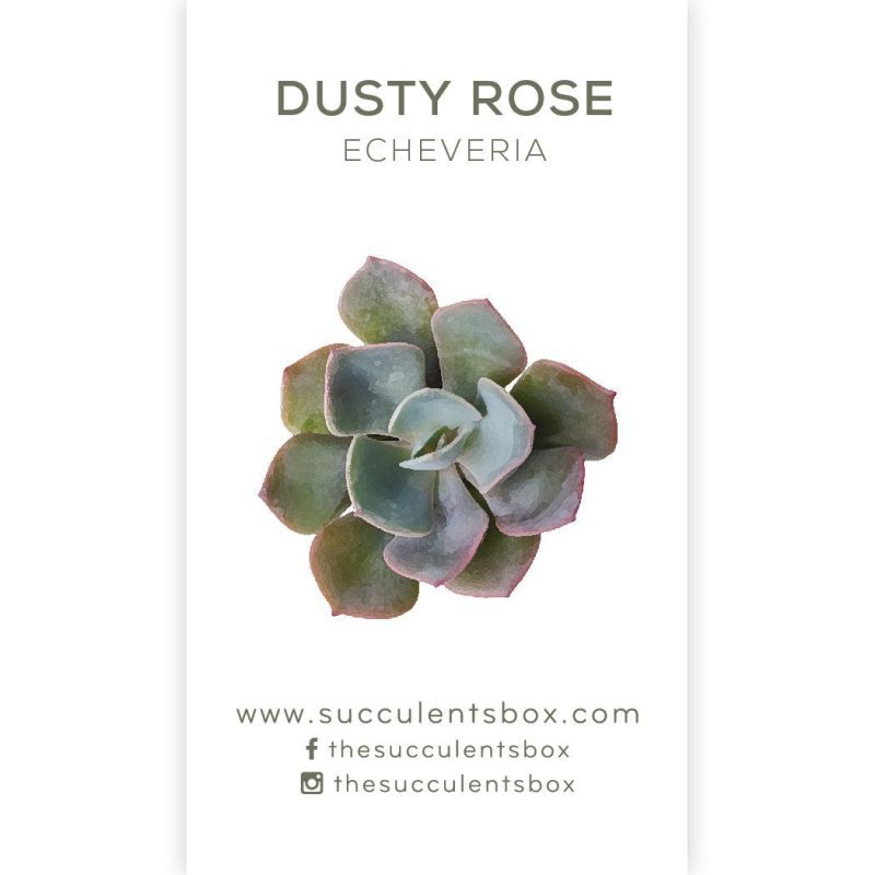 Succulent ID Cards for sale, Airplant ID Cards for sale, Succulent Care Cards, ID Cards for Specific Succulents, Identifying Types of Succulents, Types of Succulent Plants, How to identify Types of succulents, Succulents Gift Ideas, How to care for Types of Succulents, echeveria, echeveria succulent, echeveria types, succulent echeveria, buy succulents online, succulent shop, succulent store, echeveria plant