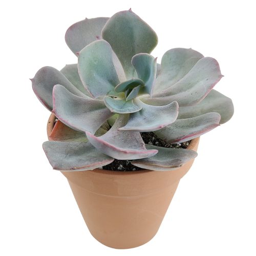 Echeveria Dusty Rose Succulent, Rosette Shaped Succulent Plant, How to grow Echeveria Dusty Rose, Succulent Gift Box, Purple Echeveria Succulent, Shop Succulent in California, Pink Rosette Succulent for Sale, Succulents, Christmas Gift Box, Succulents for thanksgiving gift, Easter succulents idea, Growing succulents for thanksgiving, echeveria, echeveria succulent, echeveria types, succulent echeveria, buy succulents online, succulent shop, succulent store, echeveria plant, indoor succulents