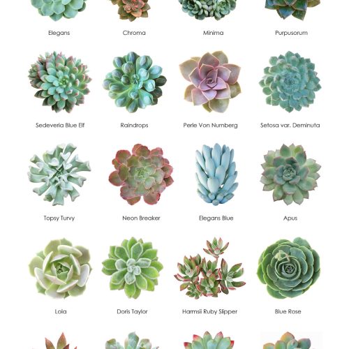 Types of succulents with pictures, Different types of succulents, Succulent Identification Chart, Succulent Types, Identifying Types of Succulents with pictures