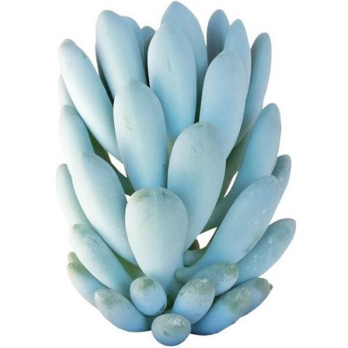 Echeveria elegans blue for sale, Succulents, succulents garden, succulents shop in California, Rare succulents, succulent care tips, succulents store in CA, how to grow succulents, Echeveria elegans blue in California, How to grow Echeveria elegans blue, Echeveria for thanksgiving, How to care echeveria succulents for thanksgiving, echeveria, echeveria succulent, echeveria types, succulent echeveria, buy succulents online, succulent shop, succulent store, echeveria plant, indoor succulents