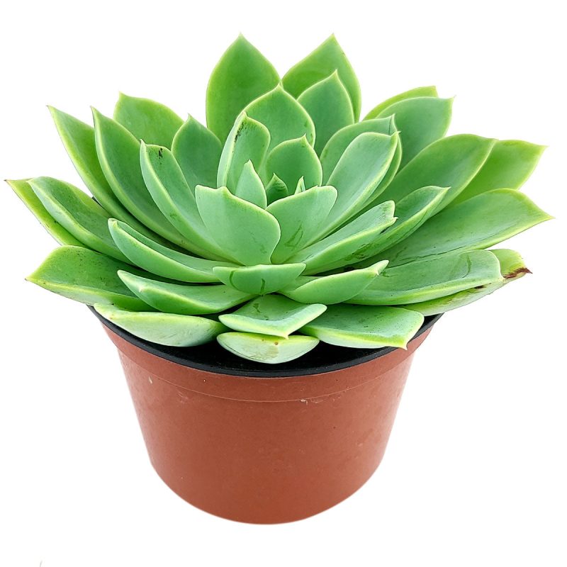 Echeveria Blue Atoll for sale, monthly succulents, succulents store in CA, cactus, succulent care, succulent care guide, how to grow succulents, succulent plant, Succulents, Echeveria Blue Atoll in California, How to grow Echeveria Blue Atoll, Succulents for thanksgiving, Thanksgiving succulents gift, Easter succulents idea,echeveria, echeveria succulent, echeveria types, succulent echeveria, buy succulents online, succulent shop, succulent store, echeveria plant, indoor succulents.