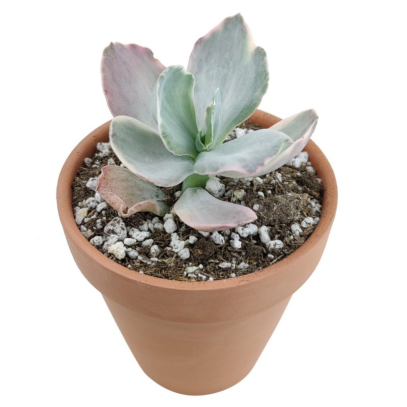 Echeveria Decora Variegated for sale, How to grow Echeveria Decora Variegated, Variegata Echeveria Decora broad flatish leaves, Rare Variegated Echeveria Decora, Tricolor Echeveria Decora Plant Care, Succulents, Succulents Gift Box, Succulent Home Decoration, Shop Succulents Online Store, Succulents Shop in California, echeveria, echeveria succulent, echeveria types, succulent echeveria, buy succulents online, succulent shop, succulent store, echeveria plant, indoor succulents