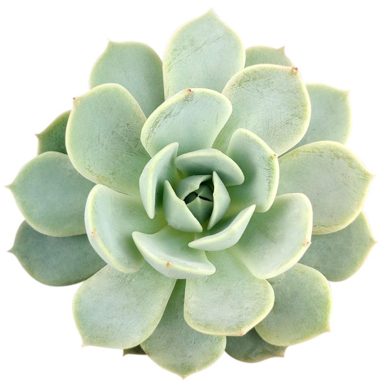 Echeveria 'Domingo' for sale, indoor succulents, Rare succulents, monthly succulents, cactus, succulent care guide, succulents store in CA, succulent subscription, how to grow succulents, Echeveria 'Domingo' in California, How to grow Echeveria 'Domingo', How to care echeveria succulents for thanksgiving, Easter echeveria gift. Echeveria 'Domingo', echeveria, echeveria succulent, echeveria types, succulent echeveria, buy succulents online, succulent shop, succulent store, echeveria plant, indoor succulents