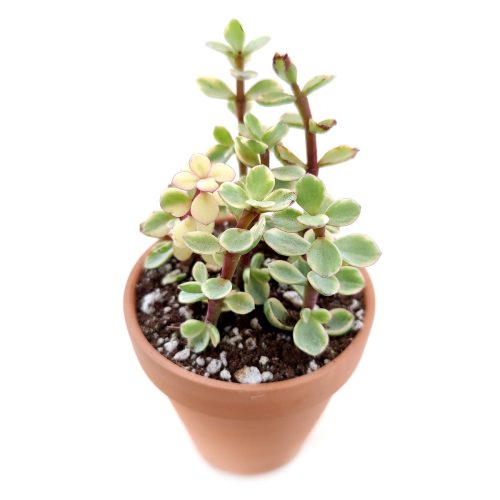 Variegated Elephant Bush, indoor succulents, succulents shop in California, monthly succulents, succulent care guide, succulent care tips, cactus, succulents store in CA, succulent plant, Variegated Elephant Bush in California, How to grow Variegated Elephant Bush, dwarf jade plant, jade plant for sale, lucky plant for sale, money tree for sale