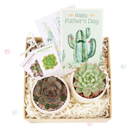 Father's Day Gift Box, Father's Day Gift Box Ideas, Plant Dad Gifts, Gifts for Dad, Father's Day Gifts Delivery 2024, Plant Gifts for Men, Happy Father's Day Gift, Succulent Gift for Men, Thank You Gift Dad, Appreciation Gift for Dad