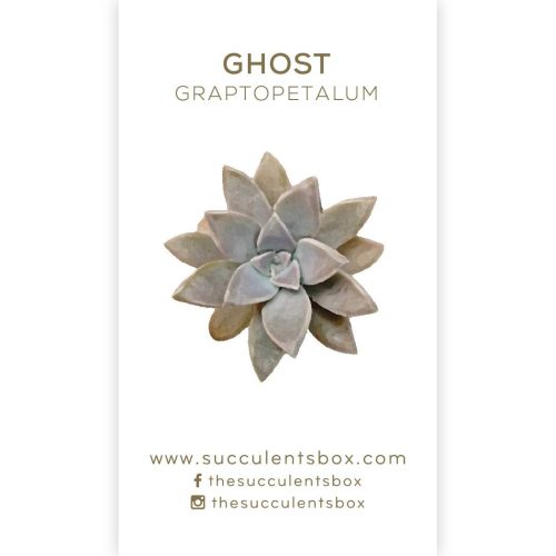 Succulent ID Cards for sale, Airplant ID Cards for sale, Succulent Care Cards, ID Cards for Specific Succulents, Identifying Types of Succulents, Types of Succulent Plants, How to identify Types of succulents, Succulents Gift Ideas, How to care for Types of Succulents