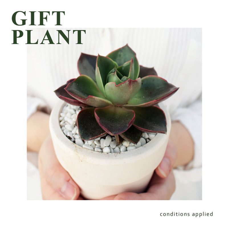 gift plant 01 01 1