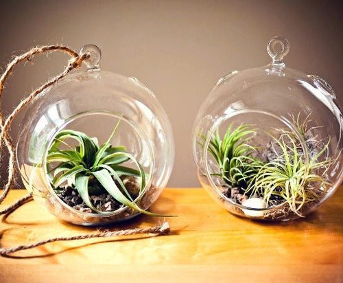 glass globes for plants air plants in glass terrariums glass bulb for watering plants