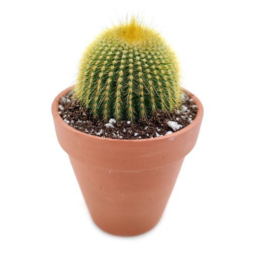 Golden ball cactus for sale, Lemon Ball cactus in California, Succulents, cactus, succulent plant, succulent care, indoor succulents, succulents garden, succulent subscription, monthly succulents, succulent care guide, Succulents shop near me, how to grow succulents, succulents shop in California, succulents store in CA, cactus, cactus succulent, succulent cactus, cacti, cactus and succulents, succulents box, succulent shop, buy succulents online