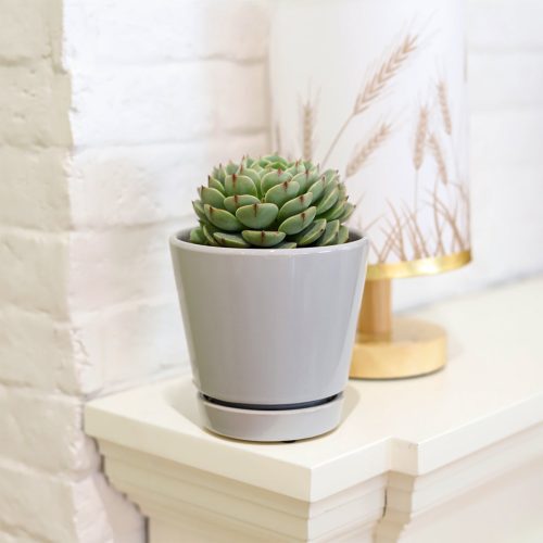 succulent in gray ceramic pot, succulent in medium pot, succulent in pot with saucer