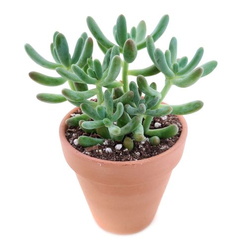 sedum pachyphyllum for sale, succulent care guide, succulent subscription, monthly succulents, how to grow succulents, succulents store in CA, Succulents shop near me, Succulents, succulent care, sedum pachyphyllum in California, How to grow sedum pachyphyllum, chubby succulents