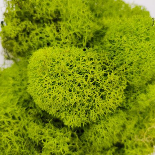 Preserved Reindeer Moss Floral Moss for sale, Garden Accessories, Miniature Garden Landscaping, DIY Terrarium Supplies, Dried Reindeer Lichen, Art Wall Decor, Florist Decor, Easter Table Decor, Terrariums, Wedding decor