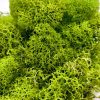 Preserved Reindeer Moss Floral Moss for sale, Garden Accessories, Miniature Garden Landscaping, DIY Terrarium Supplies, Dried Reindeer Lichen, Art Wall Decor, Florist Decor, Easter Table Decor, Terrariums, Wedding decor