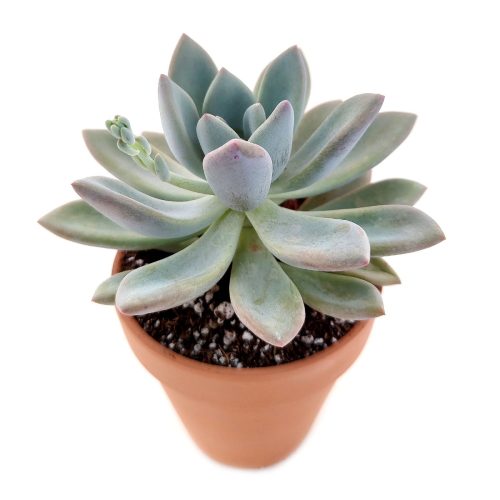 Pachyveria Haagei, Succulents shop near me, how to grow succulents, succulents garden, succulent plant, succulent subscription, cactus, succulents shop in California, succulent care, Pachyveria Haagei in California, How to grow Pachyveria Haagei, echeveria, echeveria succulent, echeveria types, succulent echeveria, buy succulents online, succulent shop, succulent store, echeveria plant