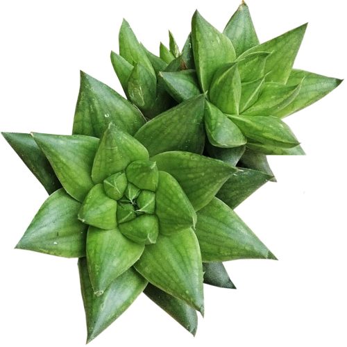 Haworthia batesiana for sale, monthly succulents, succulent subscription, succulent plant, cactus, succulent care, Succulents, succulents garden, Rare succulents, Haworthia batesiana in California, How to grow Haworthia batesiana. indoor succulents.