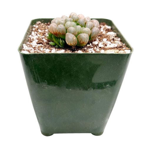 Haworthia cooperi var. obtusa, monthly succulents, succulent care, succulent care guide, Succulents shop near me, indoor succulents, succulents garden, cactus, succulent subscription, Haworthia cooperi var. obtusa in California, How to grow Haworthia cooperi var. obtusa . indoor succulents.