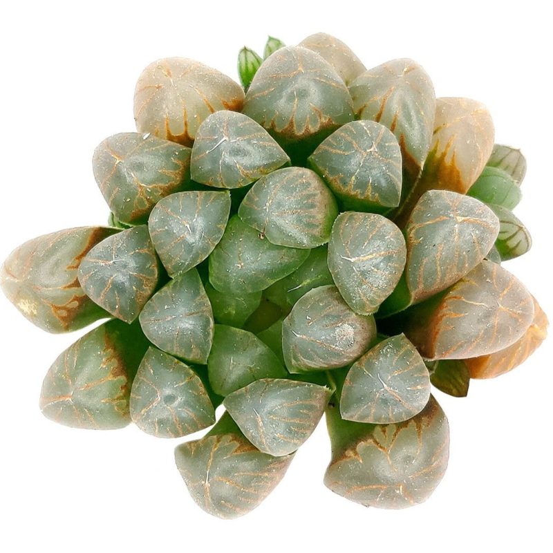 Haworthia cooperi var. obtusa, monthly succulents, succulent care, succulent care guide, Succulents shop near me, indoor succulents, succulents garden, cactus, succulent subscription, Haworthia cooperi var. obtusa in California, How to grow Haworthia cooperi var. obtusa . indoor succulents.