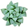 Haworthia Retusa, succulent plant, succulent care guide, how to grow succulents, succulents garden, monthly succulents, succulent care, succulents store in CA, succulent care tips, Haworthia Retusa California, How to grow Haworthia Retusa. indoor succulents.