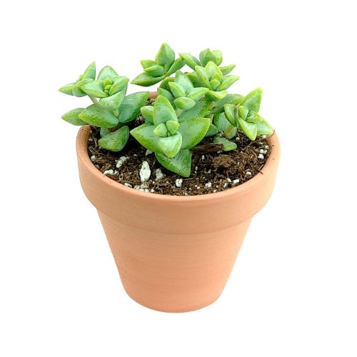 crassula rupestris, crassula high voltage, succulent subscription, indoor succulents, succulents garden, Succulents shop near me, cactus, succulent care, succulents store in CA, succulent care guide, crassula rupestris in California, How to grow crassula rupestris, crassula, crassula plant, crassula succulent, crassula types, crassula varieties, types of crassula, crassula species, crassulas, succulent crassula