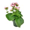 online plant nursery california, Kalanchoe blossfeldiana Calandiva Pink, Canlandiva for sale, pink flower houseplant, easy care flowering plant for homes and office, best gift plant ideas