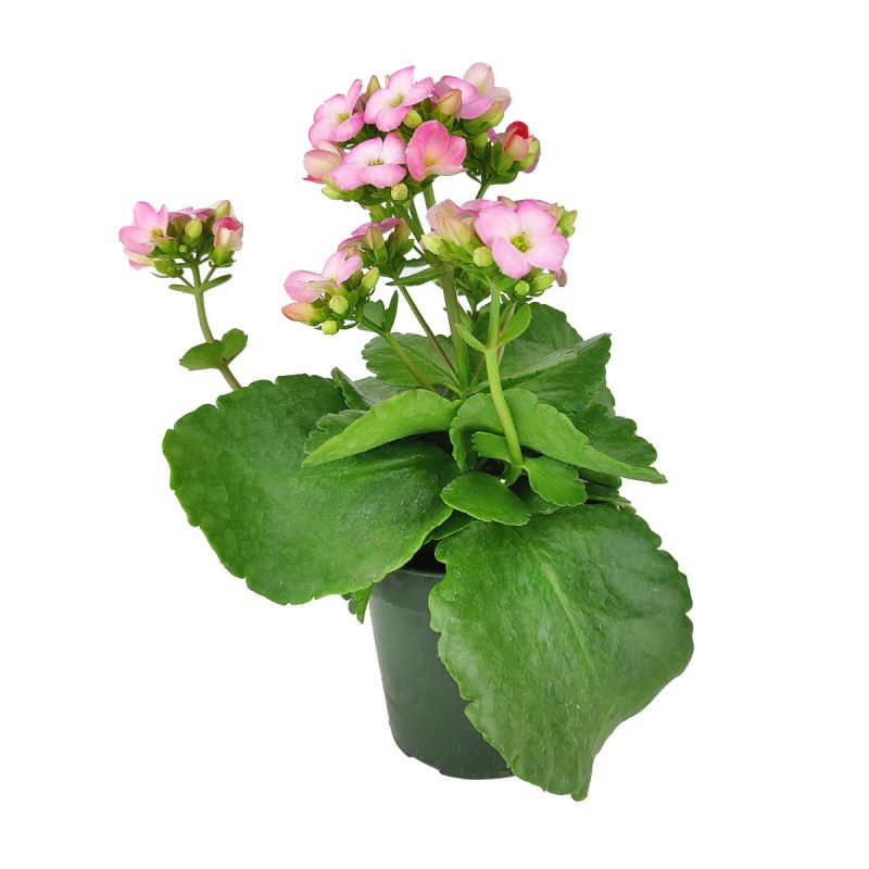 online plant nursery california, Kalanchoe blossfeldiana Calandiva Pink, Canlandiva for sale, pink flower houseplant, easy care flowering plant for homes and office, best gift plant ideas